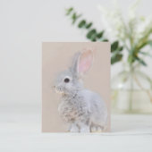 うさぎポストカードNo.31 ポストカード (スタンド正面)