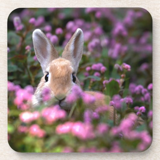 うさぎ農場 コースター (正面)