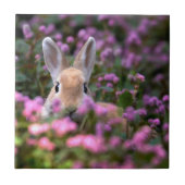 うさぎ農場 タイル (正面)