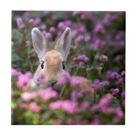 うさぎ農場 タイル (正面)