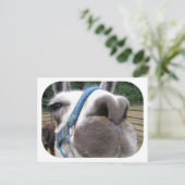 うざいラマ ポストカード (スタンド正面)