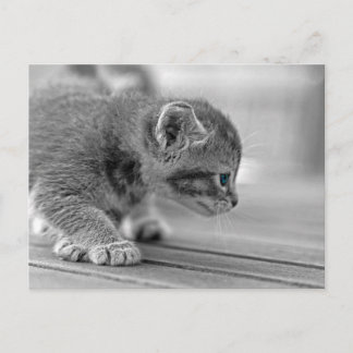 うずくまる子猫 ポストカード