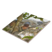 うたた寝しているコアラ タイル (側面)