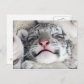 うたた寝の白いトラの子ネコ ポストカード (正面/裏面)