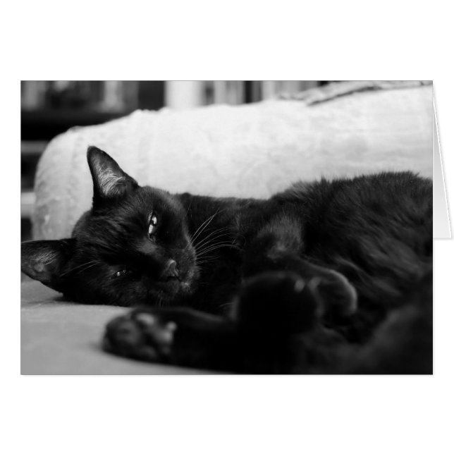 うたた寝猫 (正面横)