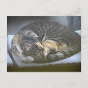 うたた寝猫 ポストカード