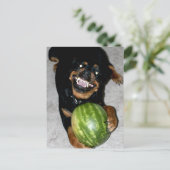 うちの犬はスイカが好きだ ポストカード (スタンド正面)