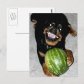 うちの犬はスイカが好きだ ポストカード (正面/裏面)