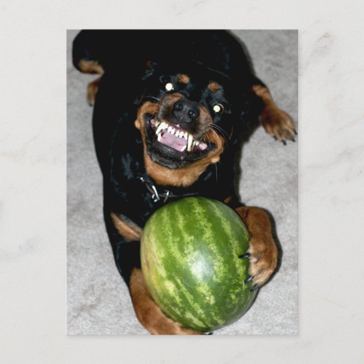 うちの犬はスイカが好きだ ポストカード (正面)