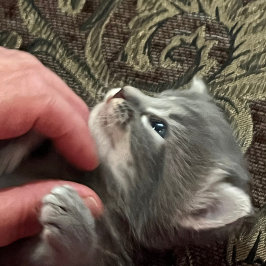 うちの猫の方がよくできている 猫 マグカップ
