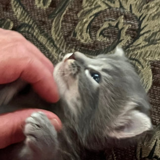 うちの猫の方がよくできている 猫 マグカップ
