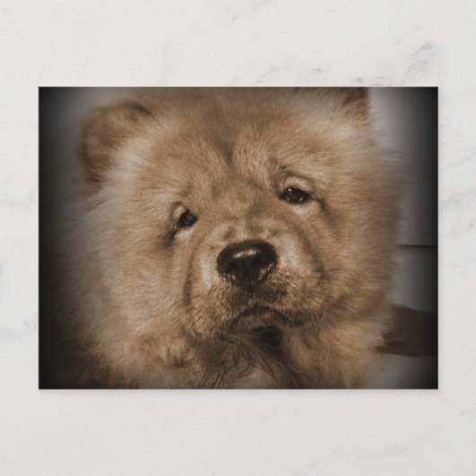 うどん、マイベビー ポストカード (正面)