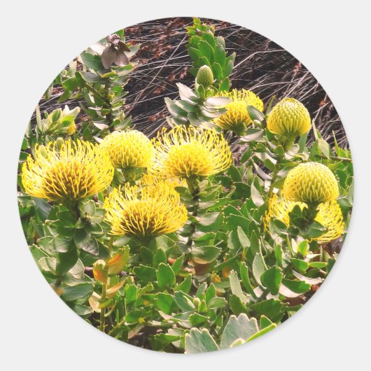 うなずきピンクシオンイエローバードクラシック ラウンドシール (正面)