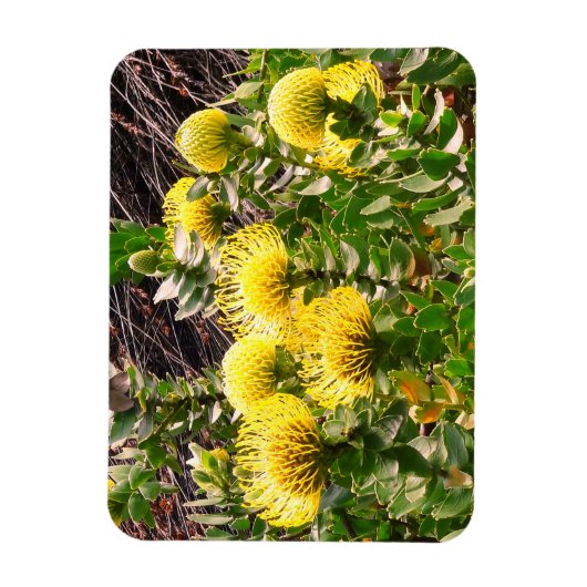 うなずきピンクシオンイエローバード#1マグネット マグネット (縦)