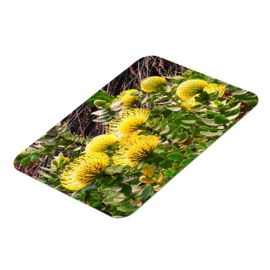 うなずきピンクシオンイエローバード#1マグネット マグネット (左側)