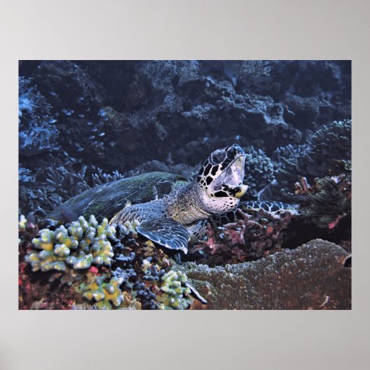 うなりウミガメ ポスター (正面)