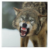 うなるオオカミ タイル (正面)