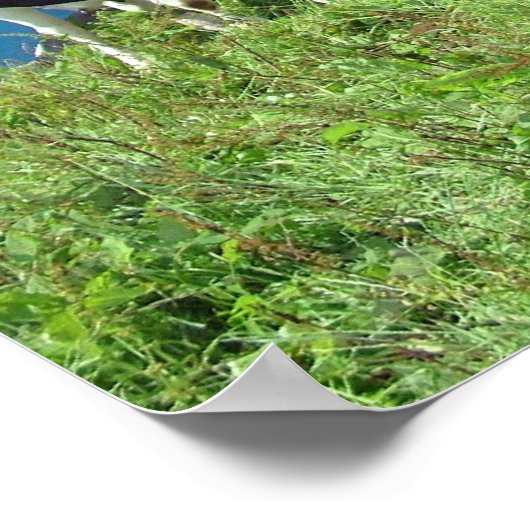 うるさい牛 ポスター (角)