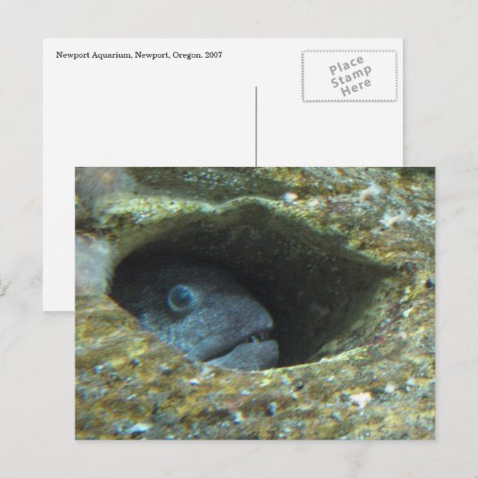 うるさい魚 ポストカード (正面/裏面)