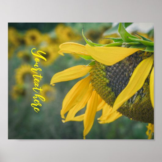 うれしそうな素朴なヒマワリ ポスター (正面)