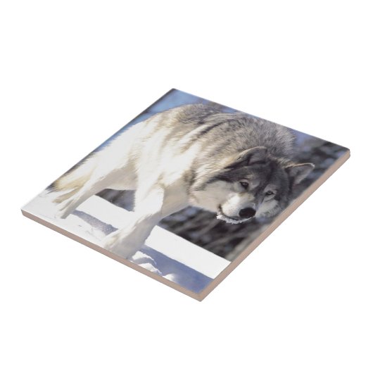 うろつきのオオカミ タイル (側面)