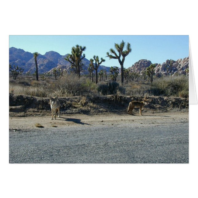 うろつきのコヨーテ (正面横)