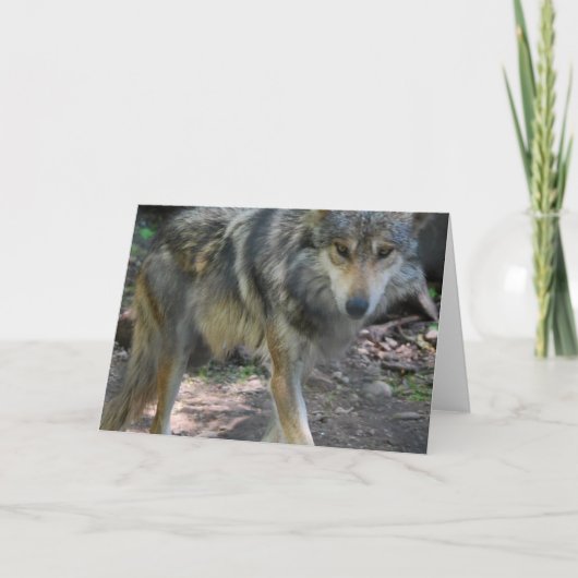 うろつくオオカミの挨拶状 カード (正面)