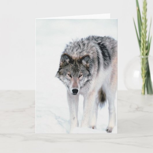 うろつくオオカミ カード (正面)