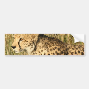 うろつくチータのバンパーステッカー バンパーステッカー