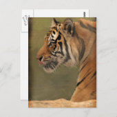 うろつく ポストカード (正面/裏面)