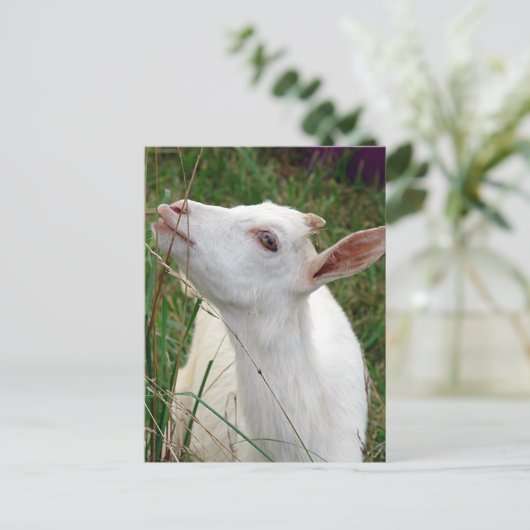 うわー!この草は私より背が高い ポストカード (スタンド正面)