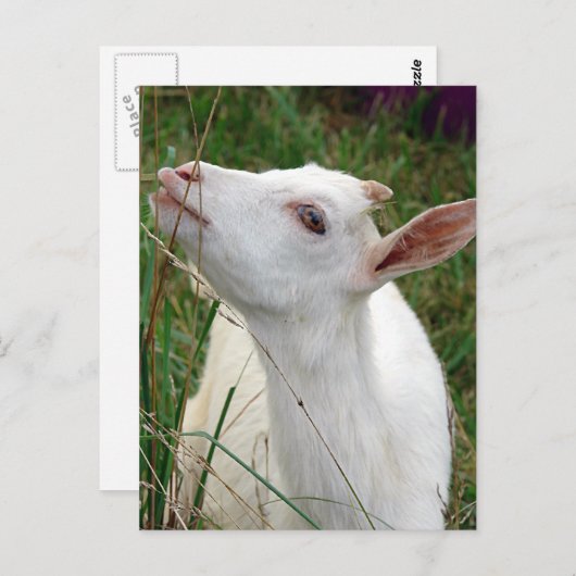 うわー!この草は私より背が高い ポストカード (正面/裏面)