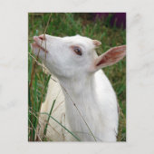 うわー!この草は私より背が高い ポストカード (正面)