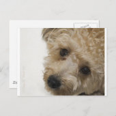 うんちゃった子犬の美しいヨークシャーテリアの目 ポストカード (正面/裏面)