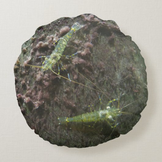 えびまくらまる ラウンドクッション (裏面)