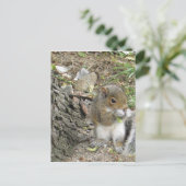 おいしいスナックを楽しむ新しいイングランドのリス ポストカード (スタンド正面)