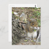 おいしいスナックを楽しむ新しいイングランドのリス ポストカード (正面/裏面)