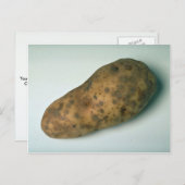 おいしいポテト ポストカード (正面/裏面)