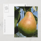 おいしい梨 ポストカード (正面/裏面)