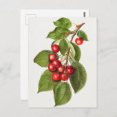 おいしい赤さくらんぼフルーツウォーター絵画の色 ポストカード (正面/裏面)