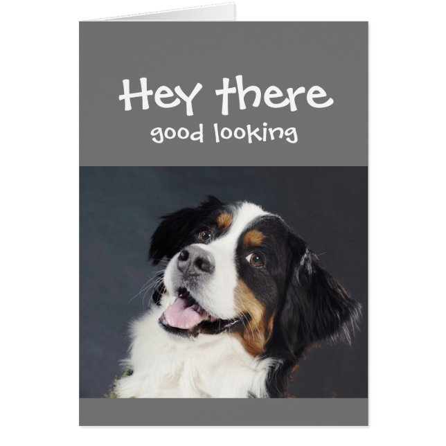 おいそこ見た目の良い気のあるそぶりをした誕生日かわいい犬 (正面)