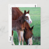 おい俺を見ろ！ ポストカード (正面/裏面)