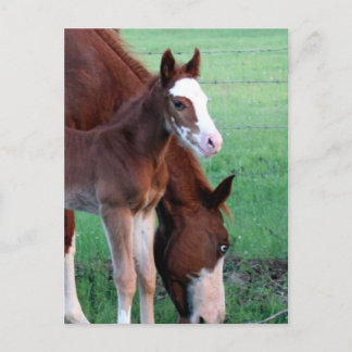 おい俺を見ろ！ ポストカード