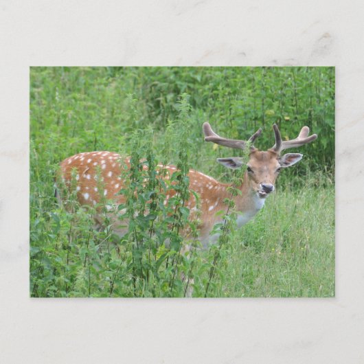 おい – 誰がそんなこと言った？ ポストカード (正面)