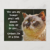 おおもしろい気に入りの猫引用文 ポストカード (正面)