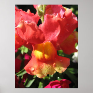 おおー！ドラゴン ポスター