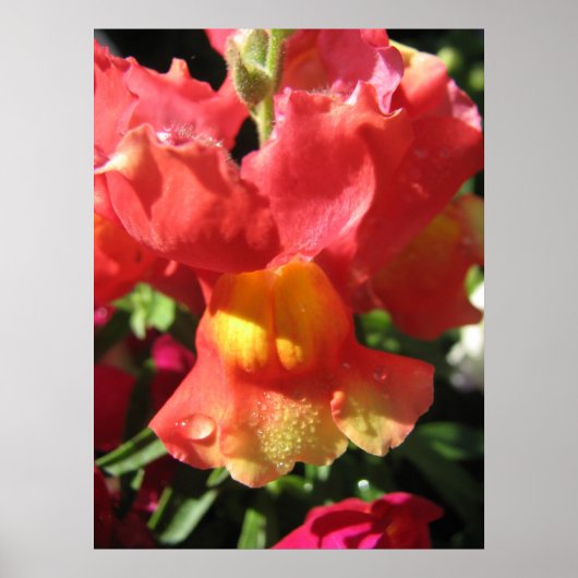 おおー！ドラゴン ポスター (正面)