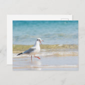 おかしいハヤブサ ポストカード (正面/裏面)