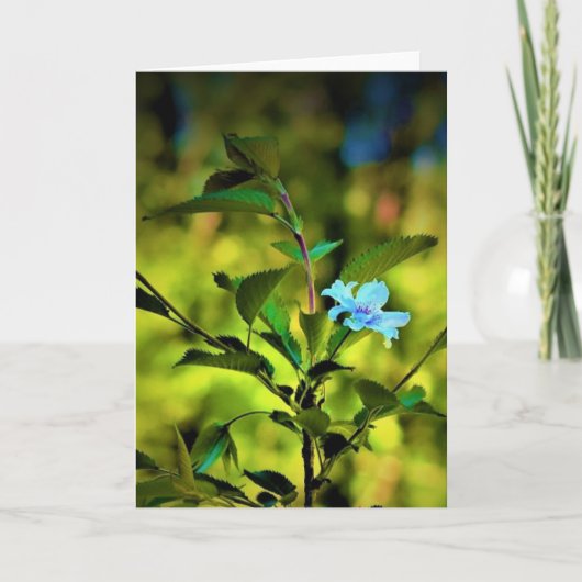 おかめさくらんぼツリーブロッサム、カード カード (正面)