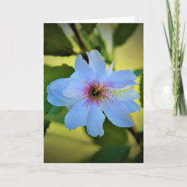 おかめさくらんぼツリー、カード カード